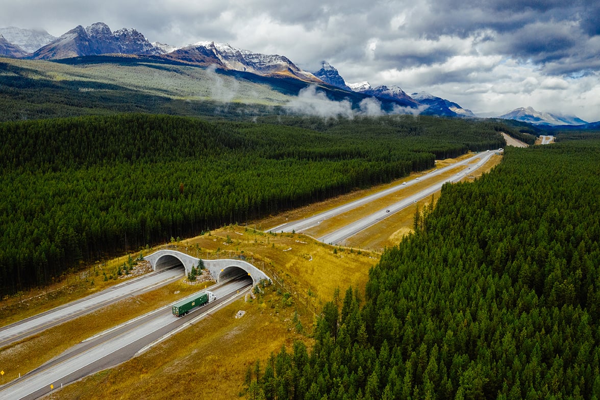 Crossing paths: New photography project takes aim at the impacts of transportation on wildlife