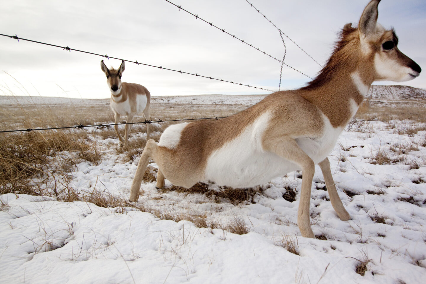 Pronghorns